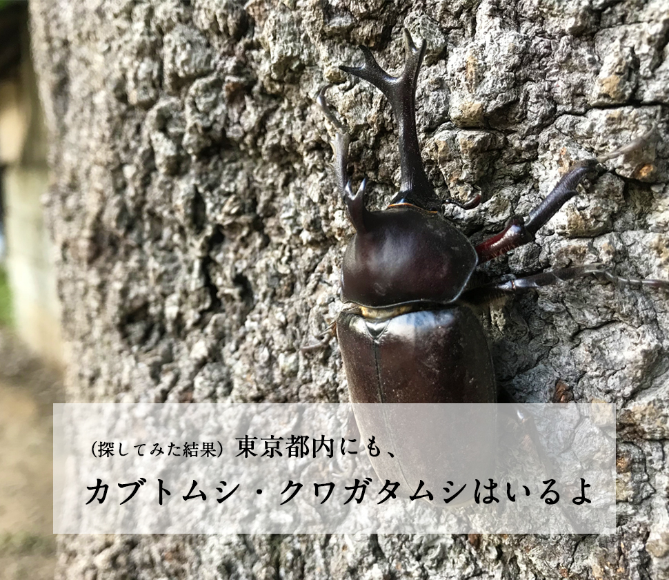 東京都内にて。夏休みの昆虫採集の主役、カブトムシ・クワガタムシの捕まえ方