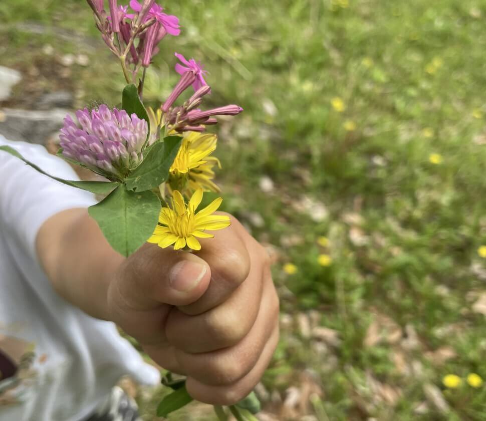 たんぽぽ、アカツメクサなどの春の花をにぎって誇らしげ
