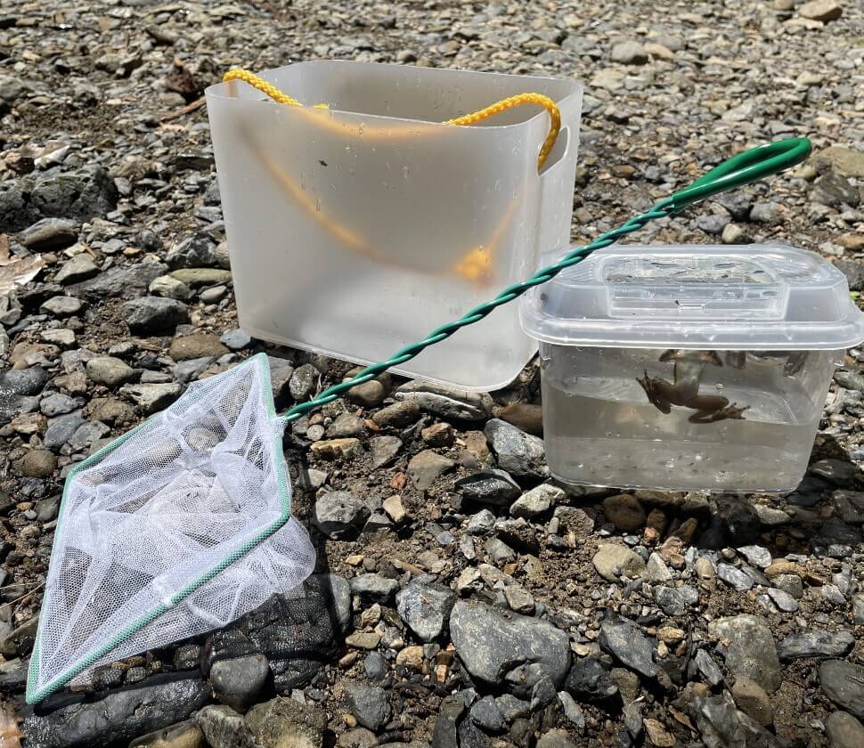 水辺の生き物探しセット