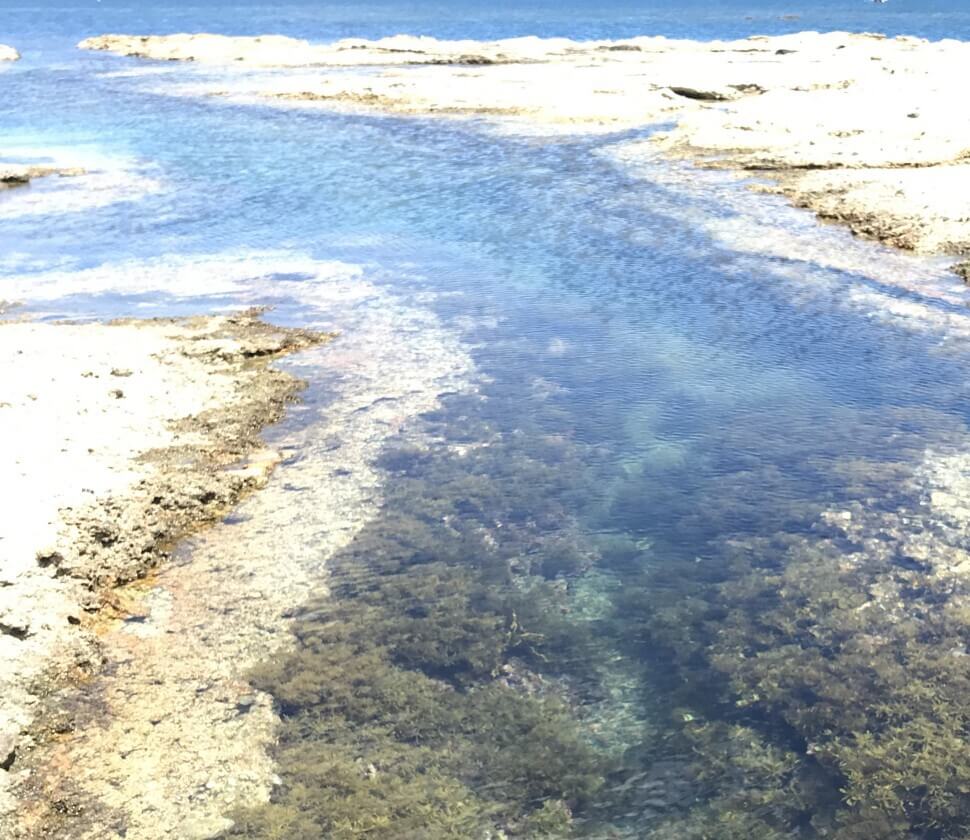 海の場合、流れのないタイドプール=潮だまりもおすすめです