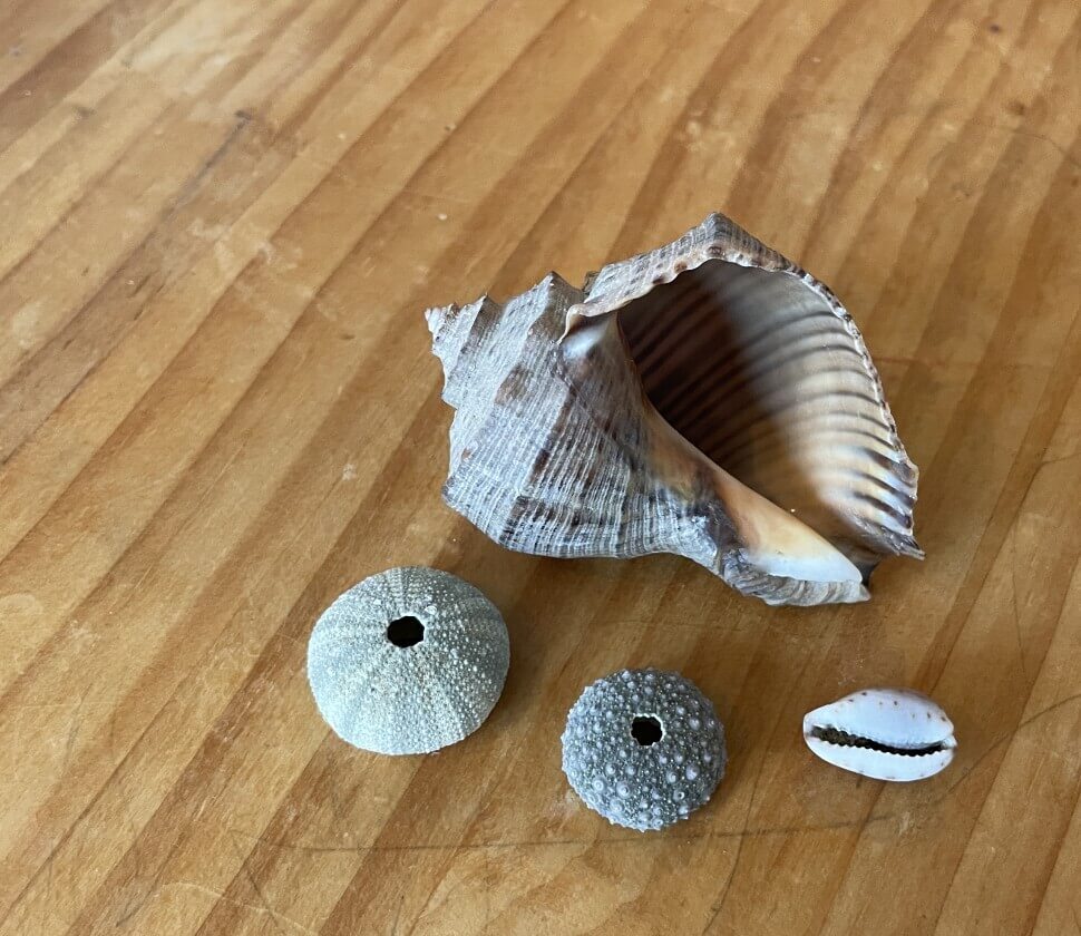 海辺で見つけた貝殻とウニの殻